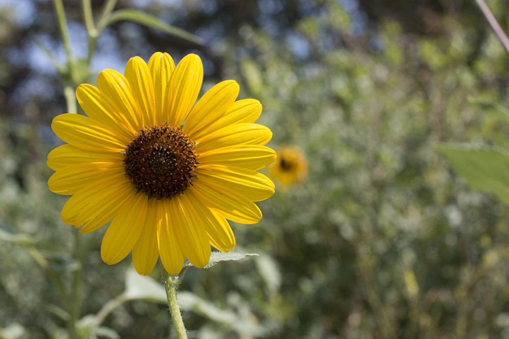 The common sunflower can be seen in the mountains, along foothill trails, and even in populated, urban areas. (Photo courtesy of the Natural History Museum of Utah)