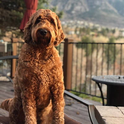 Bono the Irish-Doodle. (Photo courtesy of Scott Allen)