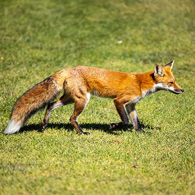 A red fox believed to be 